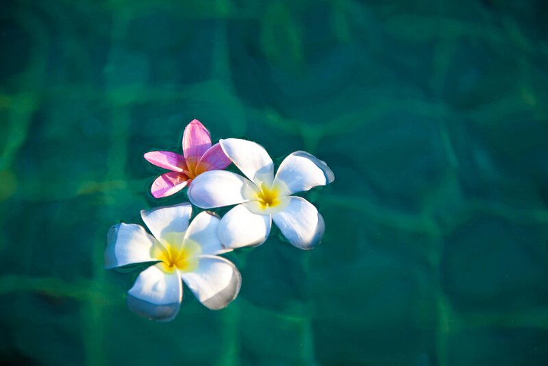 Frangipani Flowers Floating