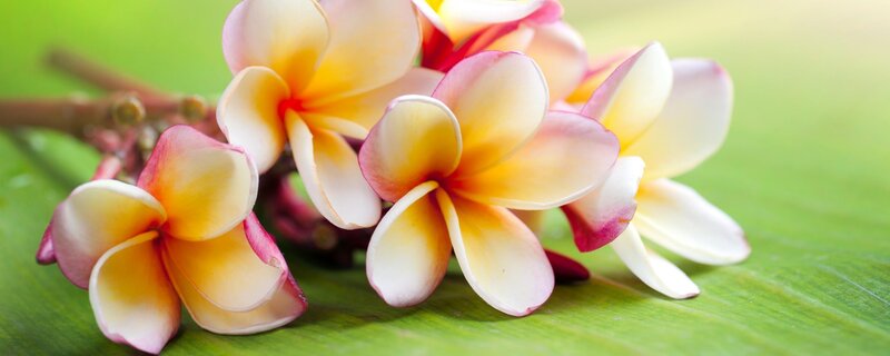 Frangipani Flowers — Green, Serene, Afternoon