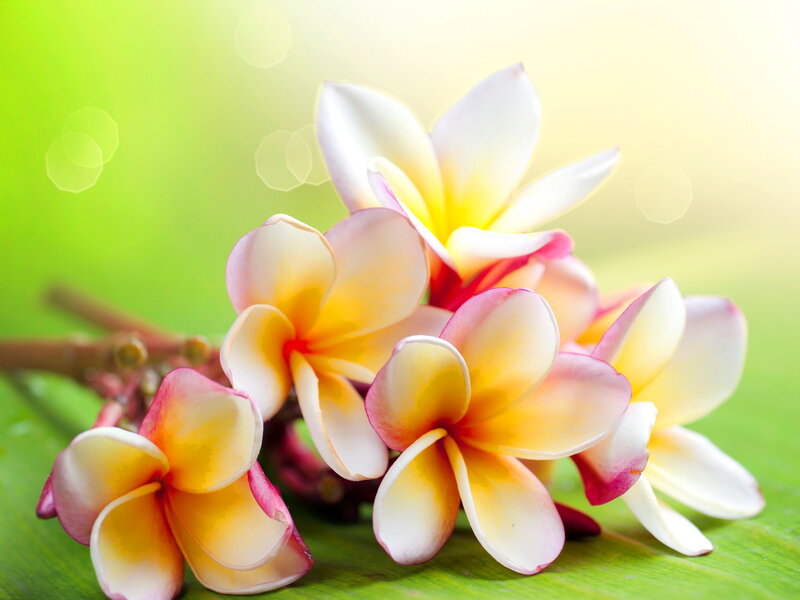 Frangipani Flowers — Green, Serene