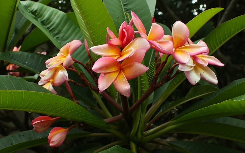Frangipani Flowers — Green
