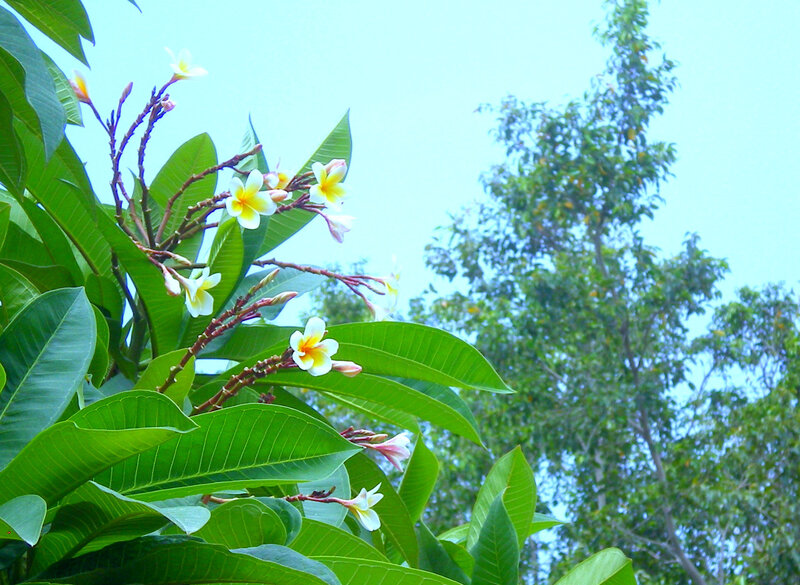 frangipani flowers in bloom