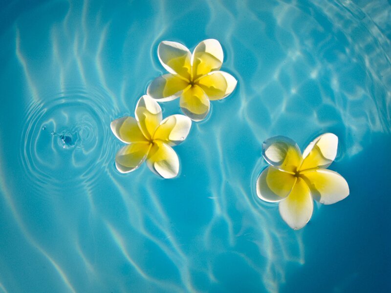 Frangipani Flowers in Water — Blue