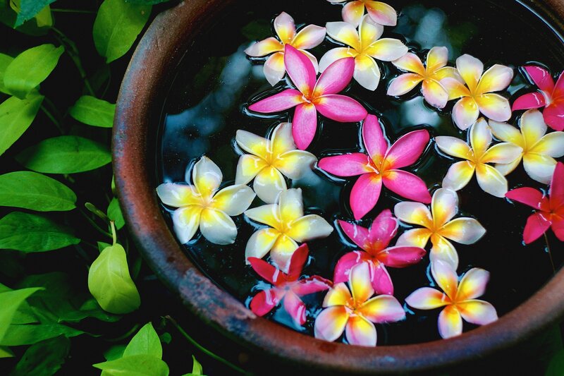 Frangipani Flowers in Water — Pink