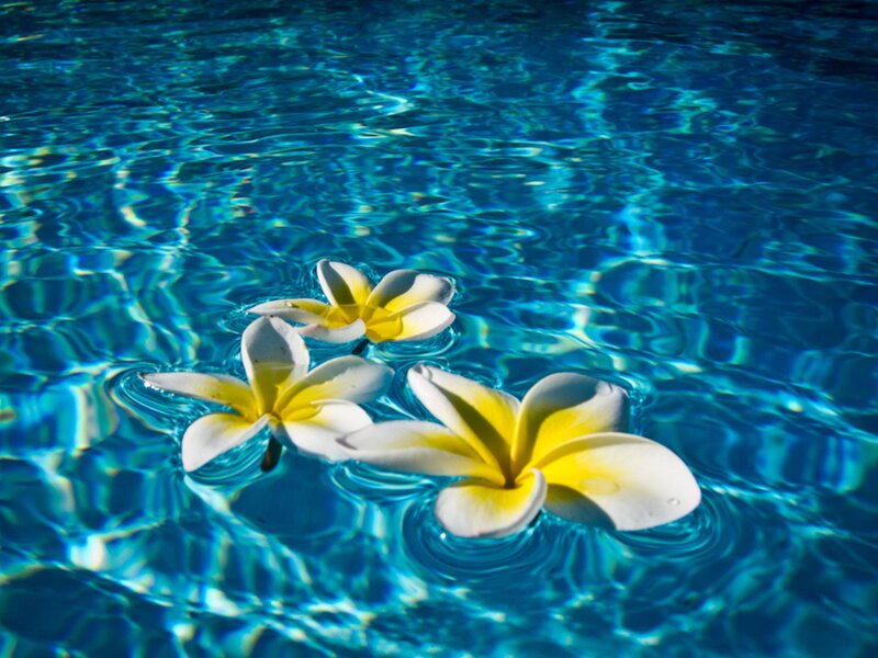 Frangipani Flowers in Water