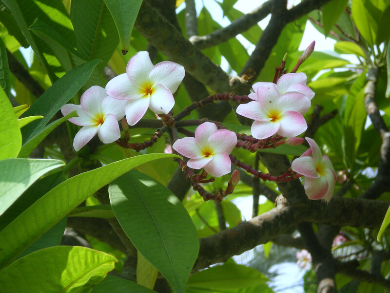 frangipani flowers on a tree