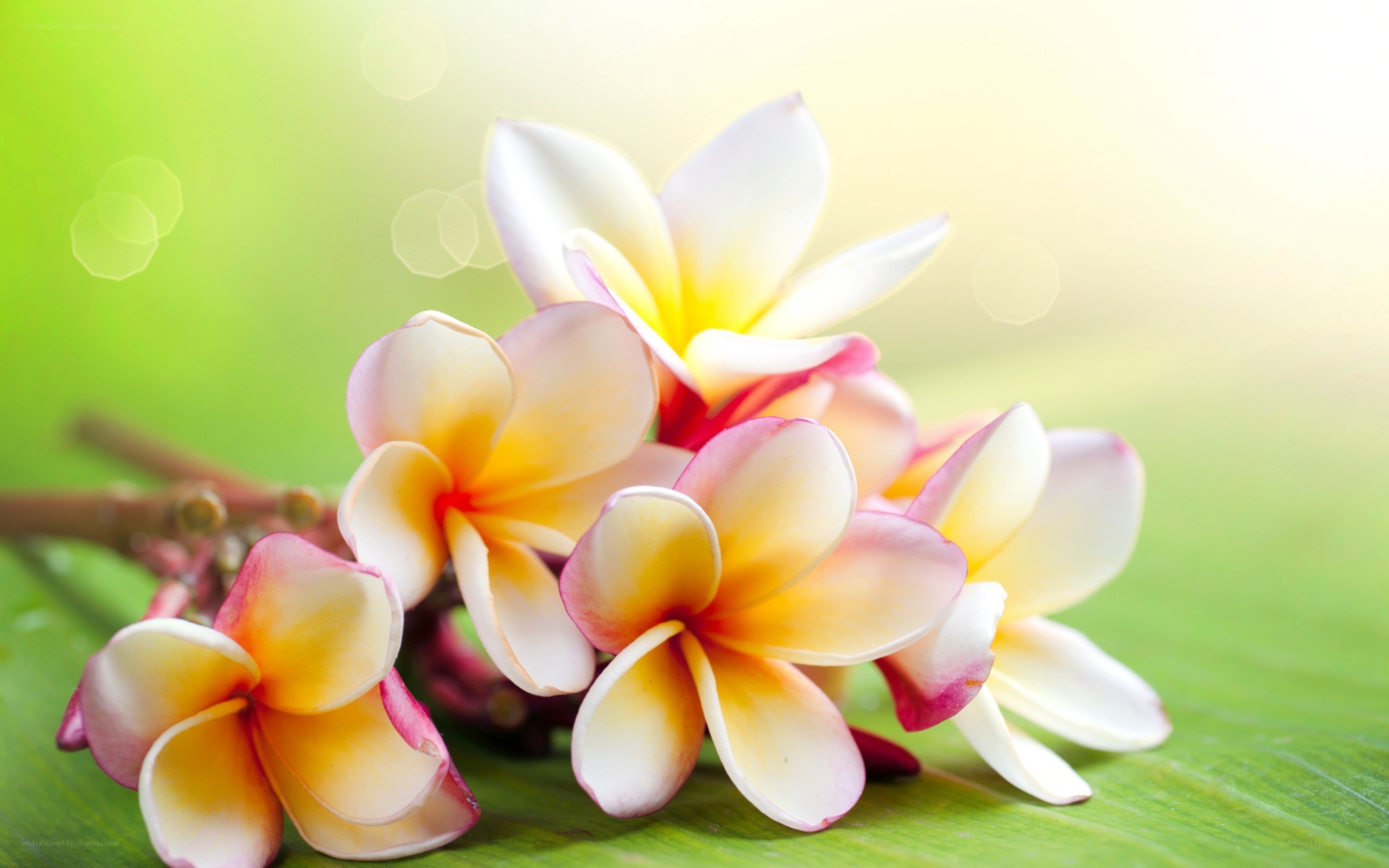 frangipani flowers on green leaf