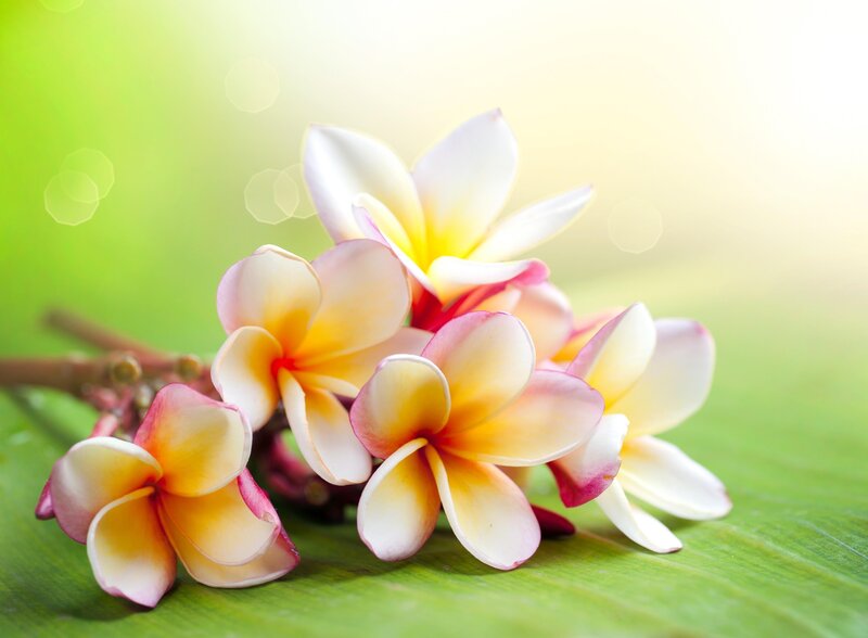 frangipani flowers on green leaf