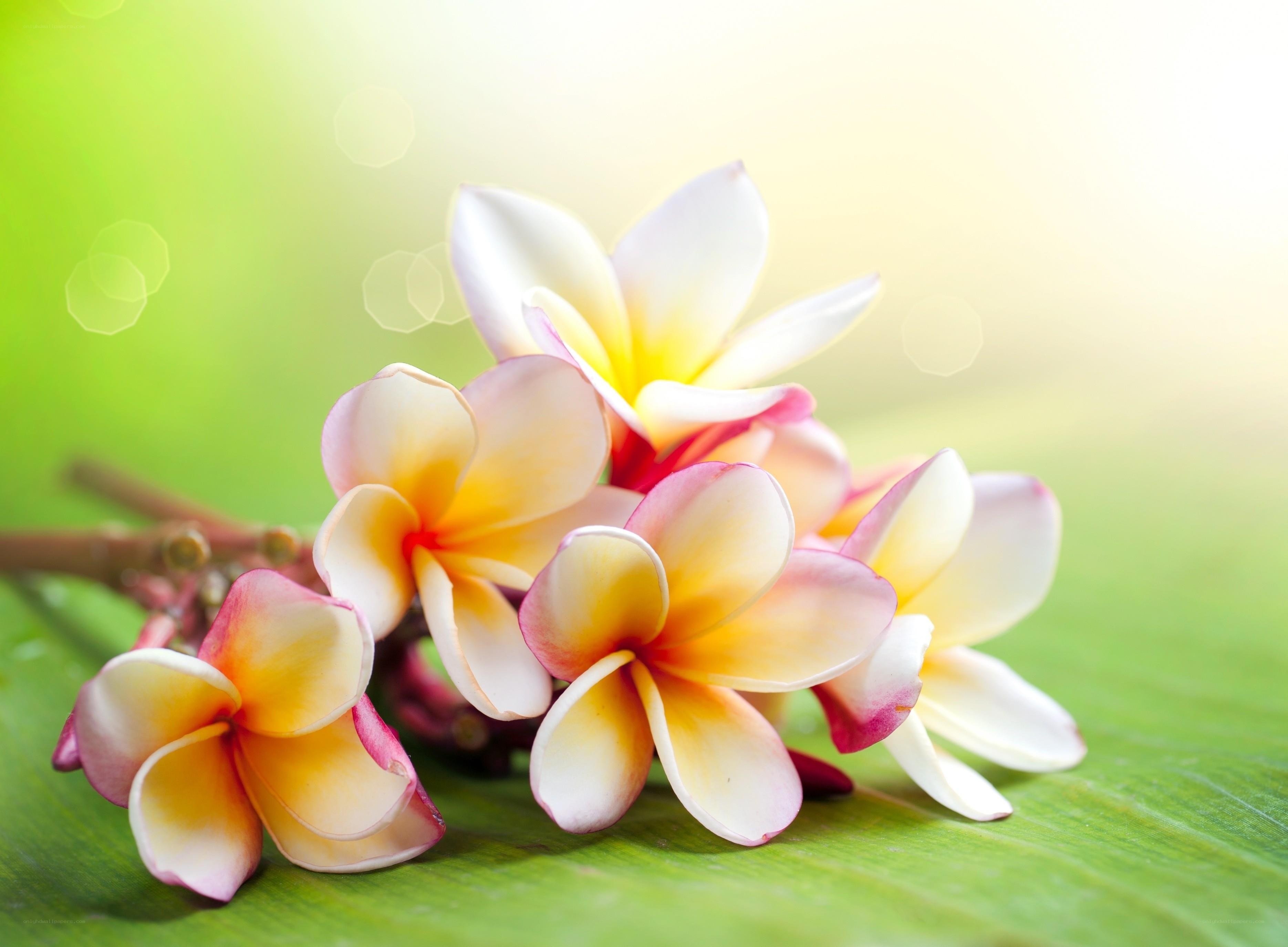 frangipani flowers on green leaf