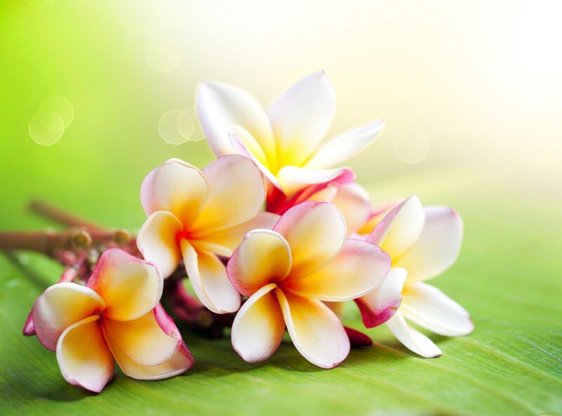 Frangipani Flowers on Leaf