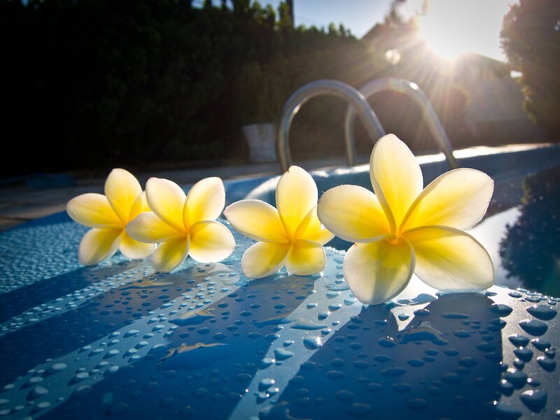 Frangipani Flowers on Pool