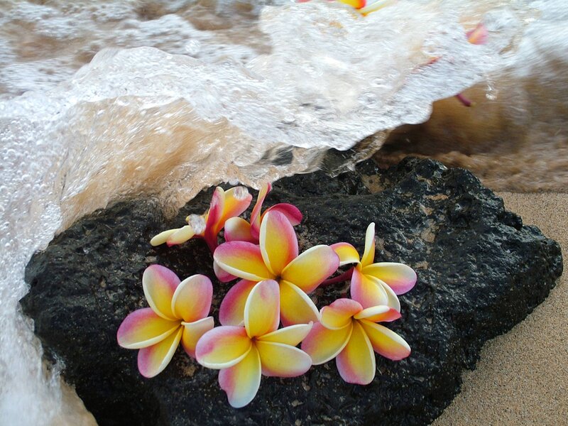 Frangipani Flowers on Rock