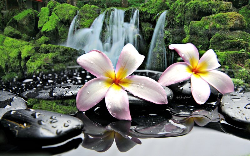 Frangipani Flowers on Rocks — Pink