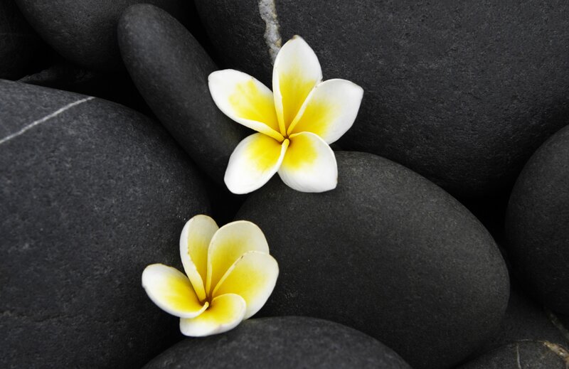 Frangipani Flowers on Rocks