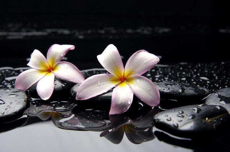 Frangipani Flowers on Stones — Black