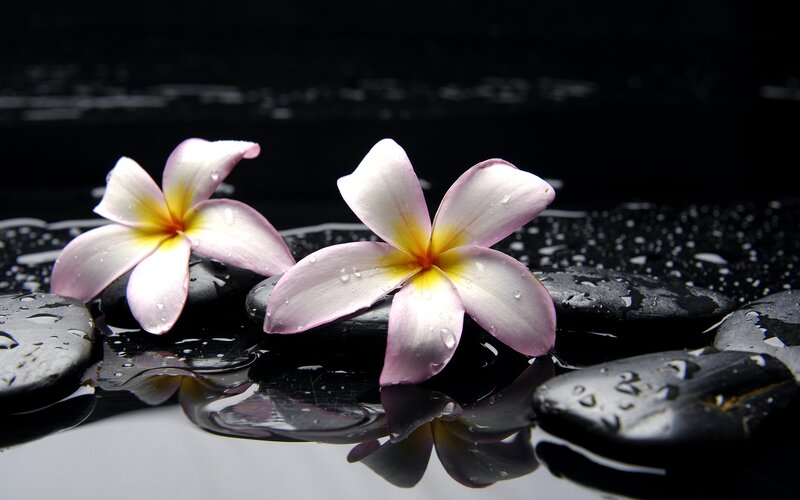 Frangipani Flowers on Stones