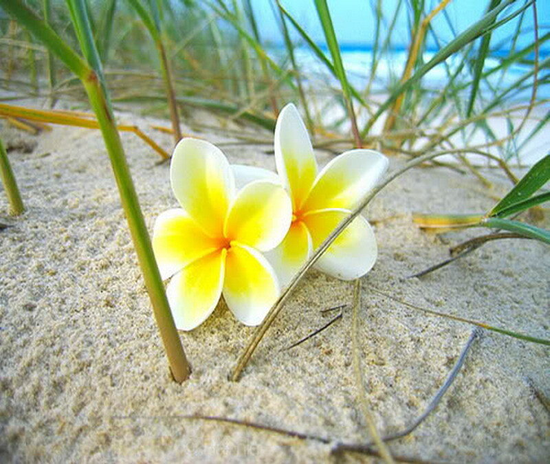 frangipani flowers on the beach
