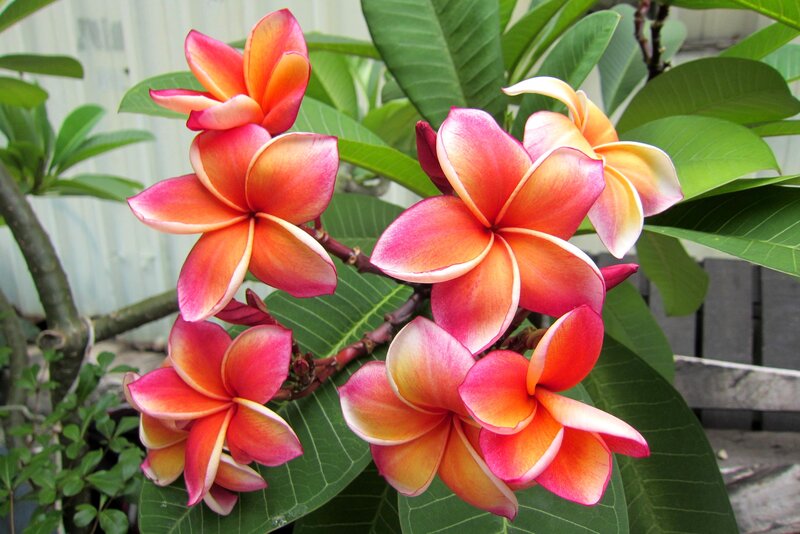 Frangipani Flowers — Pink, Calm