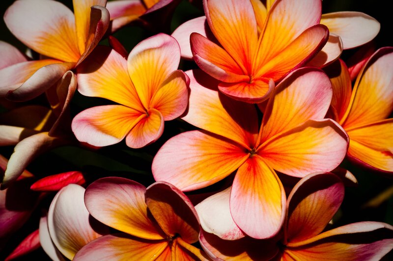 Frangipani Flowers — Pink, Dramatic, Afternoon