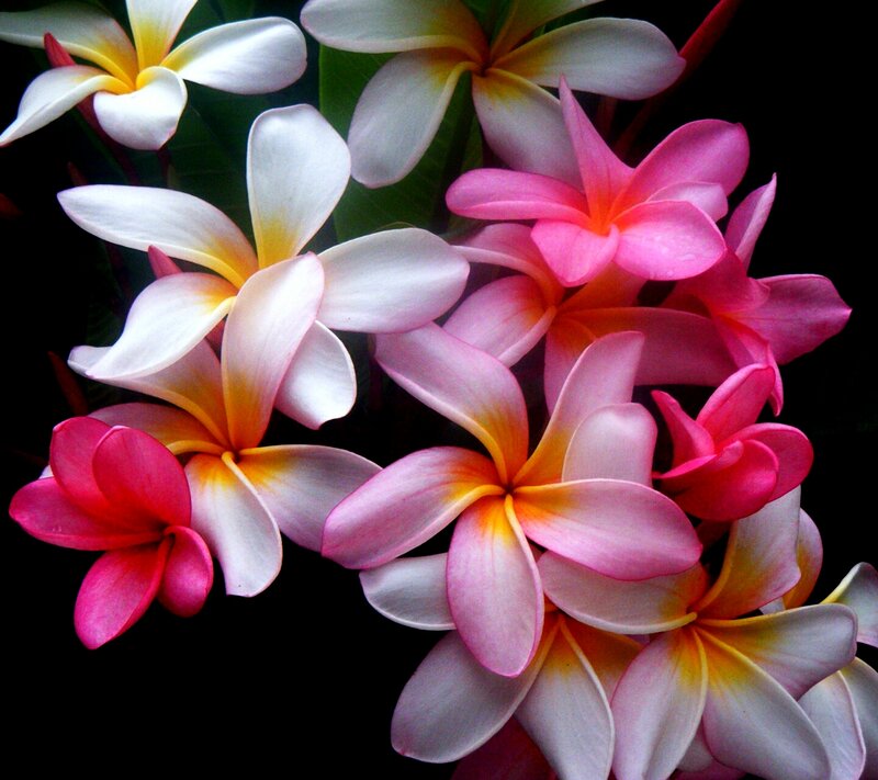 Frangipani Flowers — Pink, Dramatic