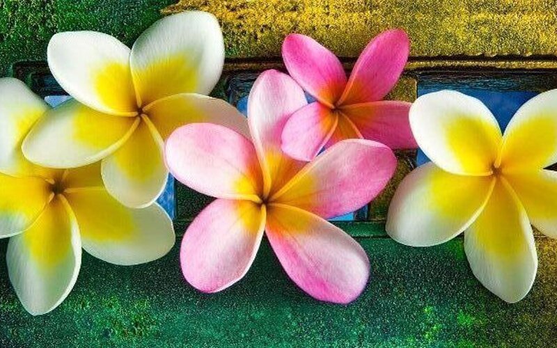 Frangipani Flowers — Pink, Serene