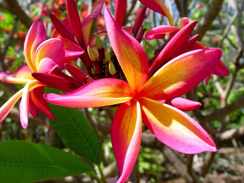 Frangipani Flowers — Pink