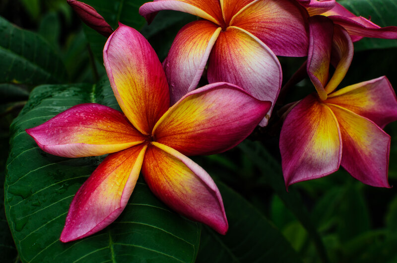 Frangipani Flowers — Pink, Vibrant, Photograph