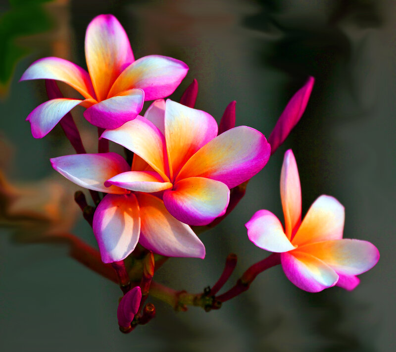 Frangipani Flowers — Pink, Vibrant