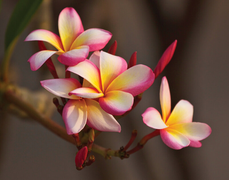 Frangipani Flowers