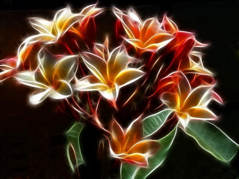 Frangipani Flowers — White, Dramatic