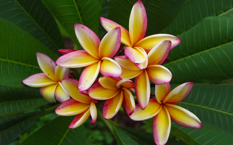 Frangipani Flowers — Yellow