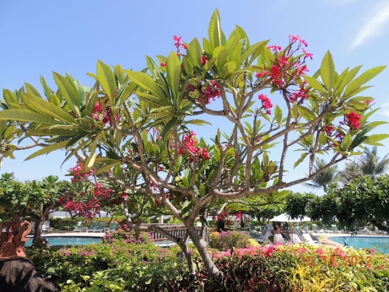 Frangipani Tree in Garden