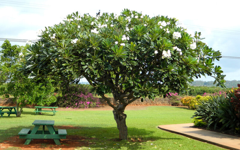 Frangipani Tree in Park