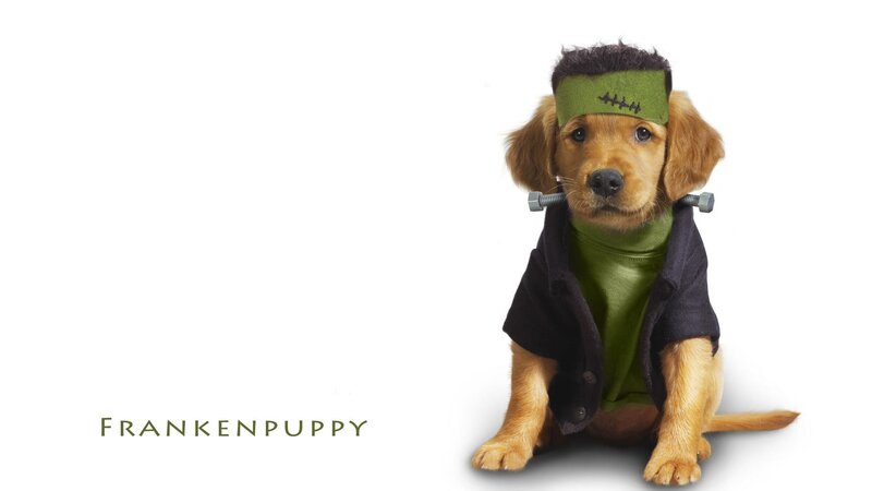 Frankenpuppy dog costume
