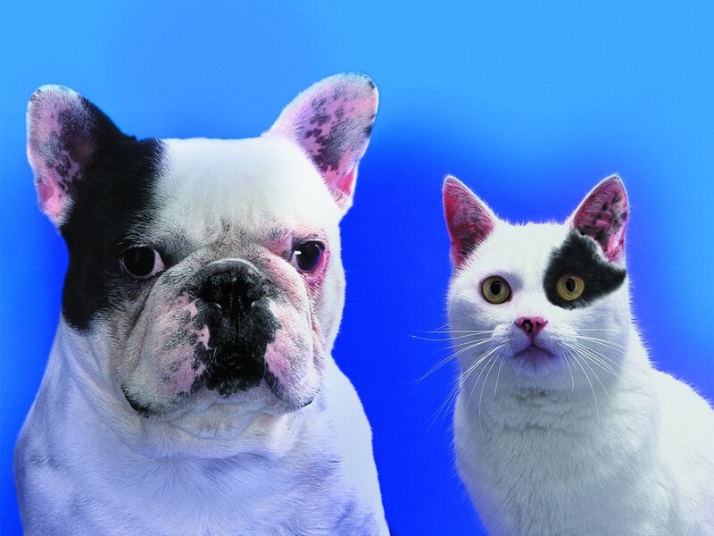French Bulldog and Cat
