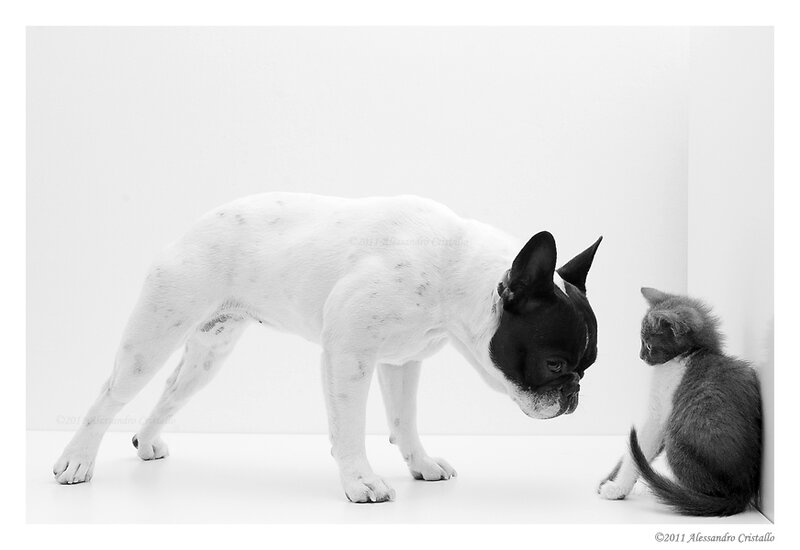 French Bulldog and Kitten