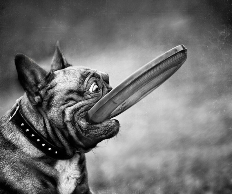 French Bulldog Catching Frisbee