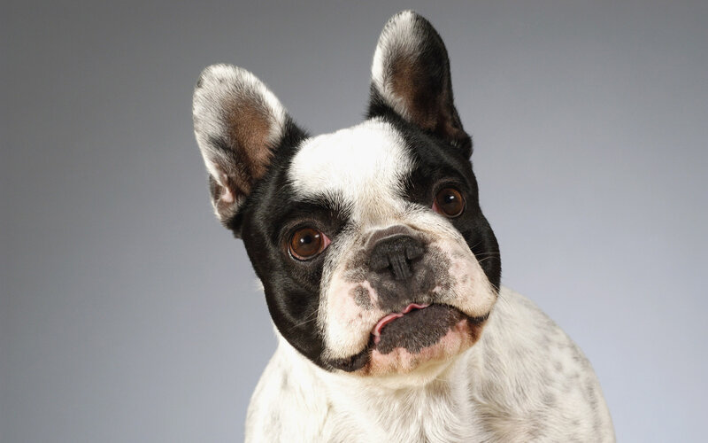 French Bulldog Dog — Black