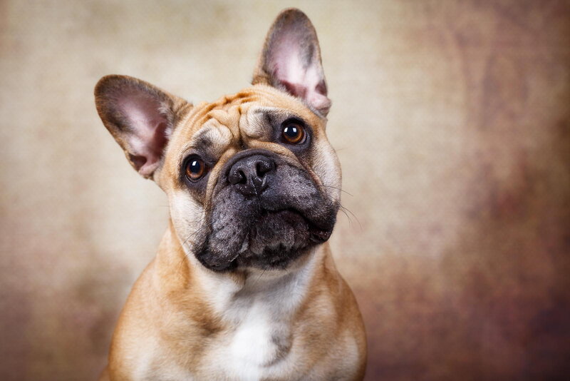French Bulldog Dog — Brown
