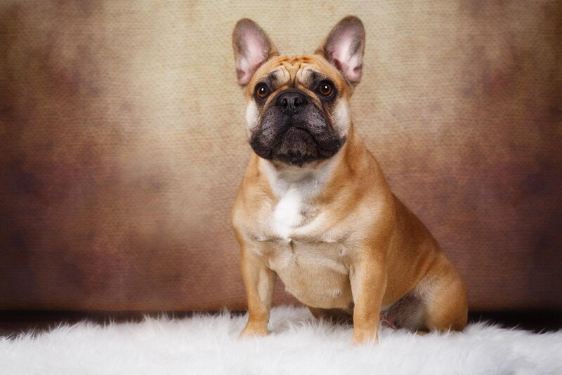 French Bulldog Dog — Tan