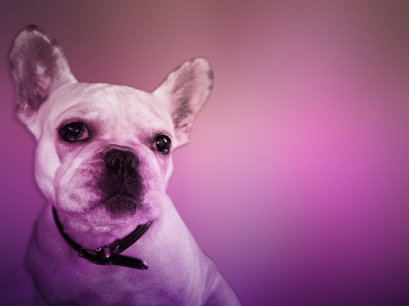 French Bulldog Dog