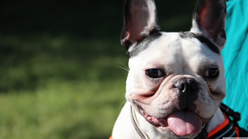 French Bulldog Dog — White, Calm