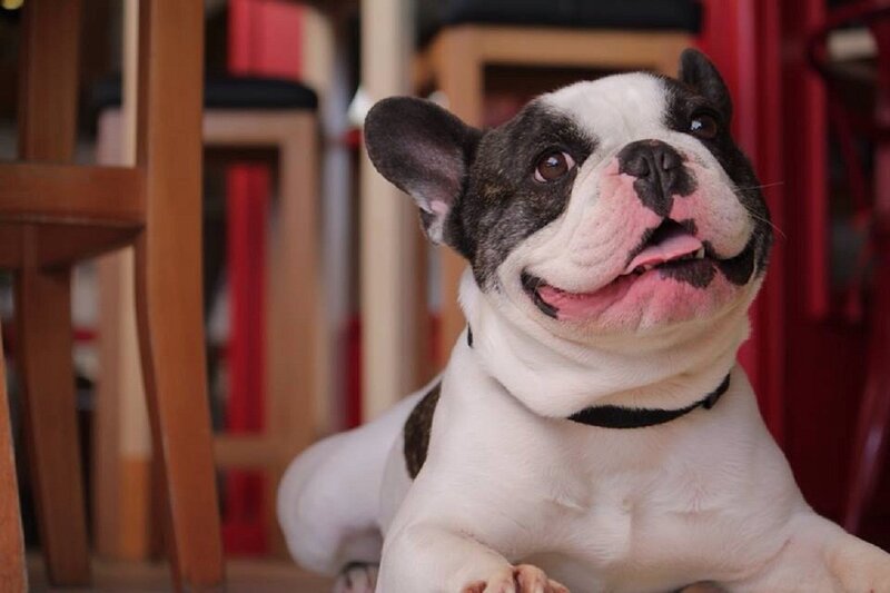 French Bulldog Dog — White