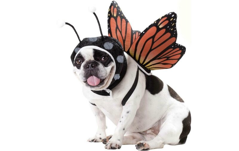 French Bulldog in Costume