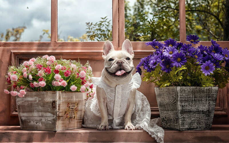 French Bulldog in Dress