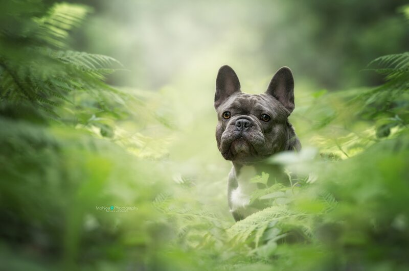 French Bulldog in Ferns