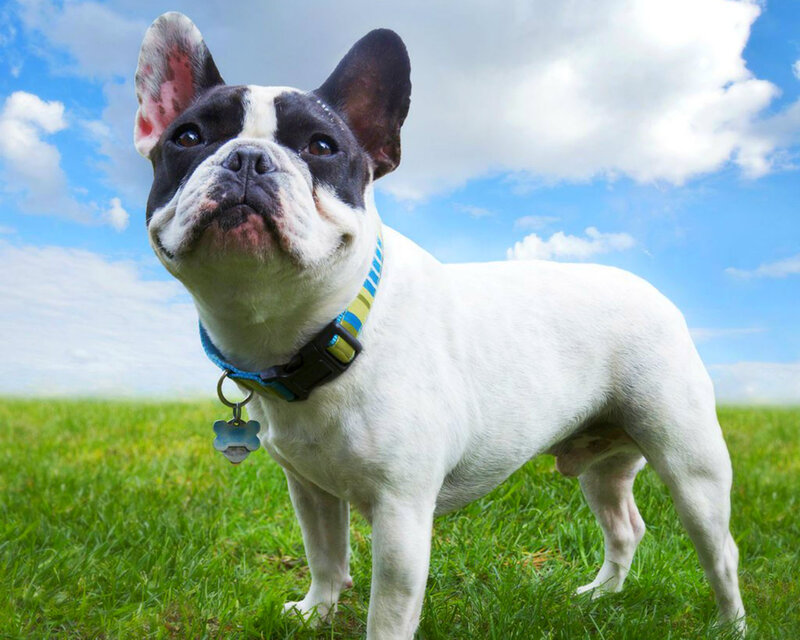 French Bulldog in Field — White, Serene