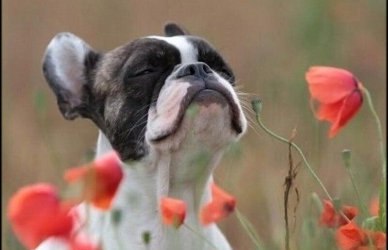 French Bulldog in Field — White