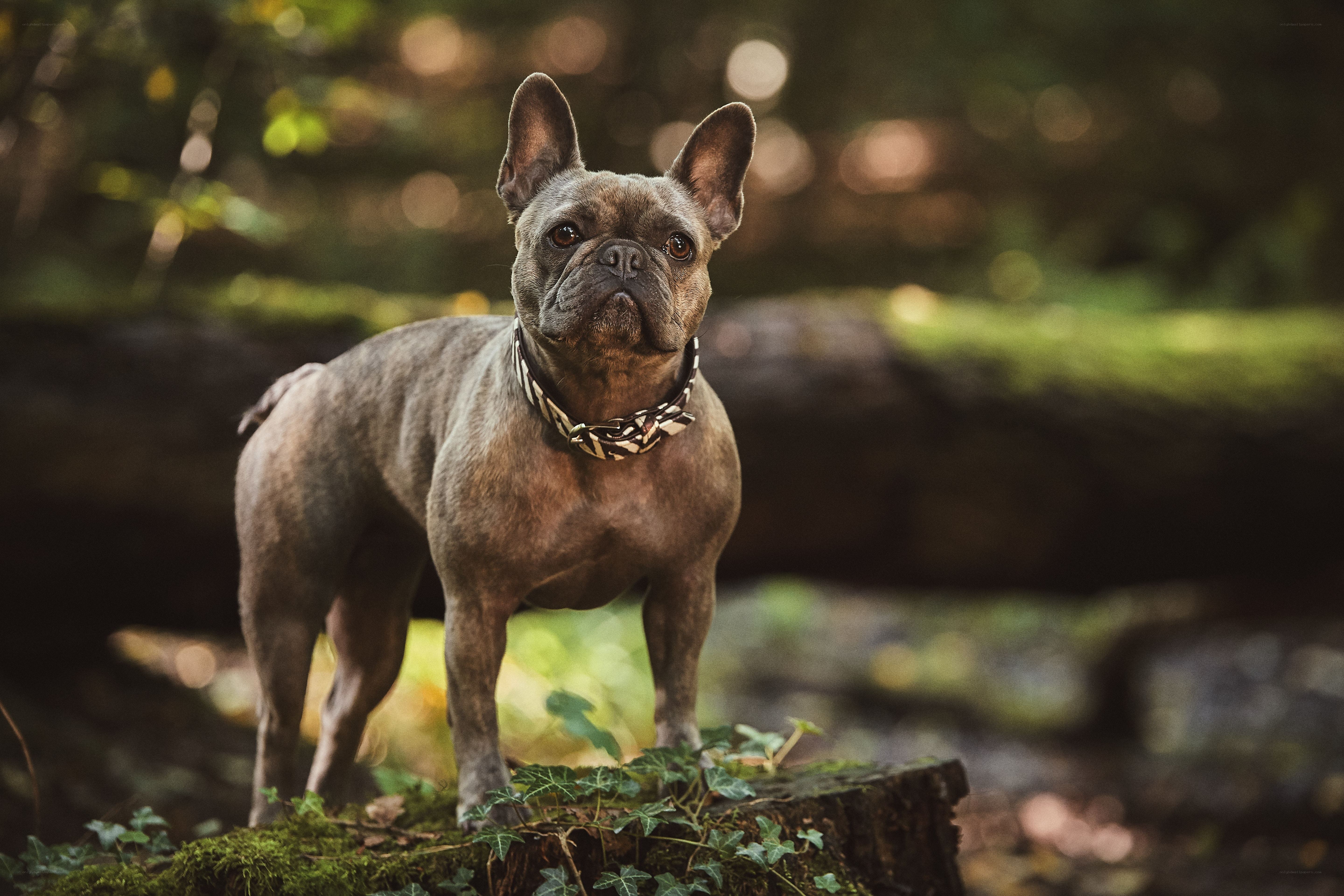 French bulldog in forest
