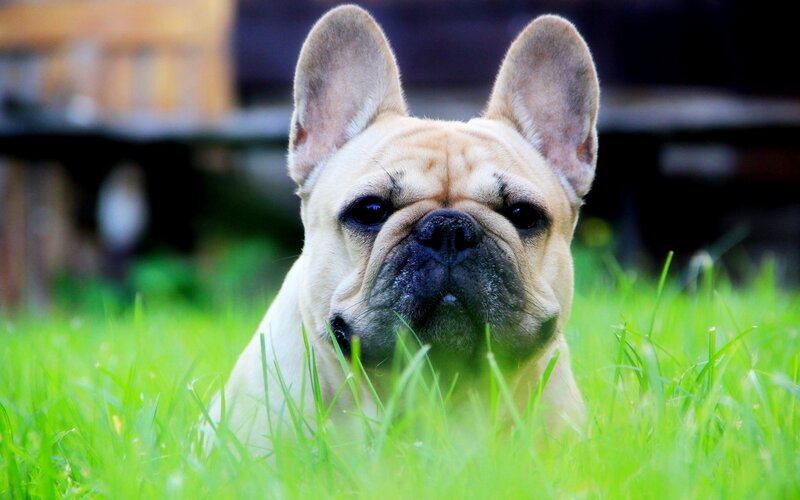 French Bulldog in Grass