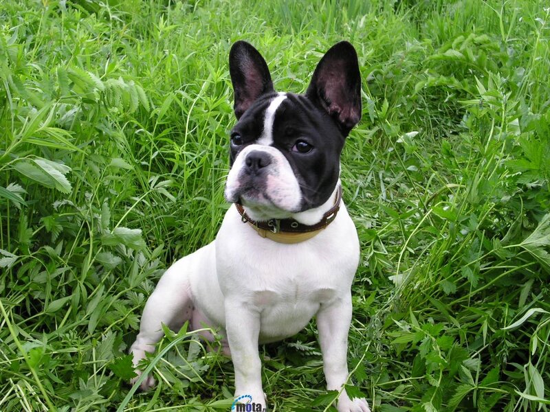 French bulldog in green grass
